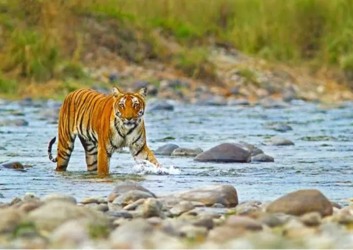 delhi to jim corbett