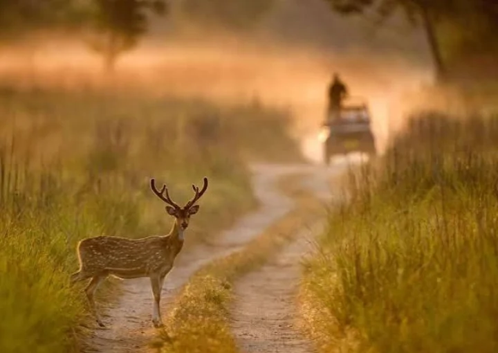 Jim Corbett forest zone