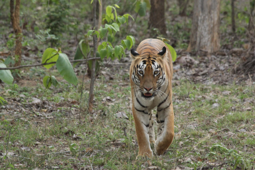 Ranthambore National Park Tiger Safari